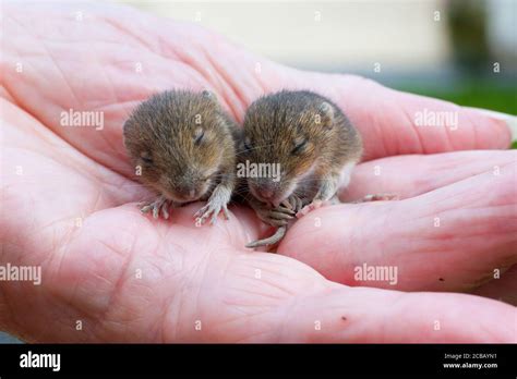 House Mice Hi Res Stock Photography And Images Alamy