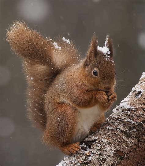 Red Squirrel In Snow This Is An Image From Last Winter Wh Flickr
