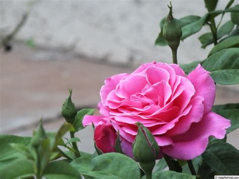 Perfume Delight Rose Photo