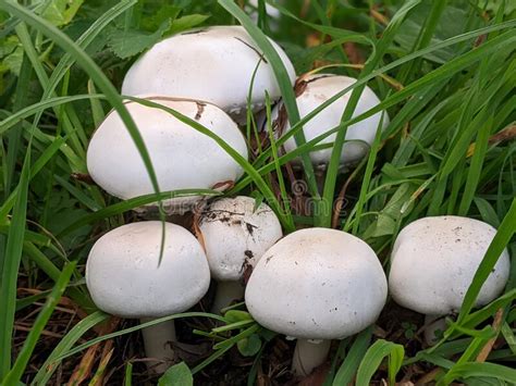 Edible Mushroom Agaricus Arvensis Under Spruce Known As Horse Mushroom