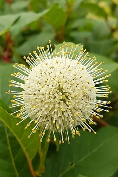 Buy Fiber Optics Buttonbush Free Shipping Wilson Bros Gardens 3