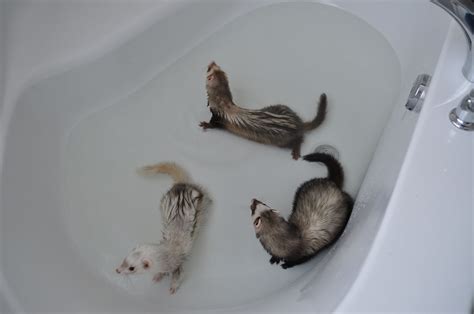 give  ferret  bath