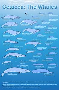 Blue Whale Size Comparison Chart Mh Newsoficial