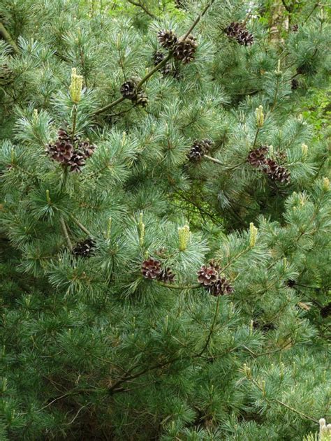 Pinus parviflora (Japanse witte den) | De Tuinen van Appeltern