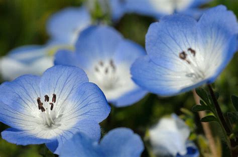 Light blue flowers near me. baby blue eyes, SHADE FLOWER 1125 seeds! GroCo | eBay