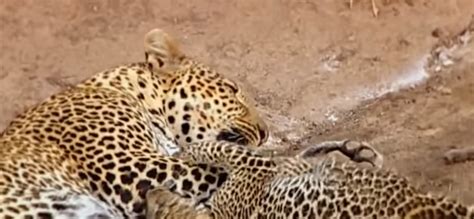 Difference Between Cheetah And Leopard Spots Samsung Galaxy Blog