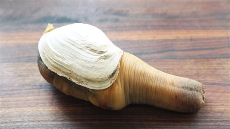 Geoduck Clams For Sale Buy Live Geoduck Clamfrozen Clamslive Clams