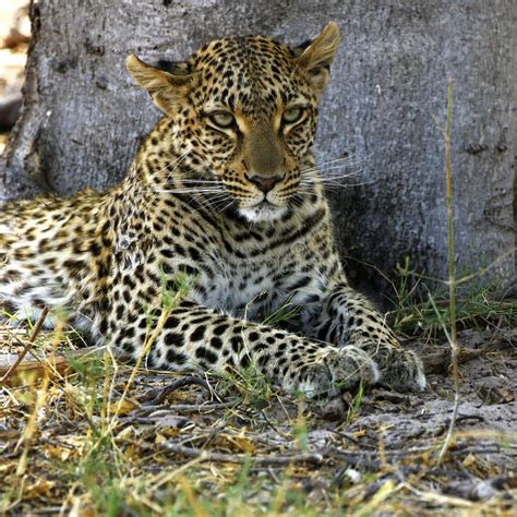 Stunning Wild Leopard Sunning Himself In Moremi Game Reserve Stock