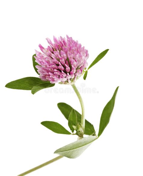 Pink Clover Flower Isolated Stock Image Image Of Ecology Clover