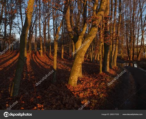 We did not find results for: Skogsbunn Nmbu Parken — Stock Photo © YAYImages #260017030