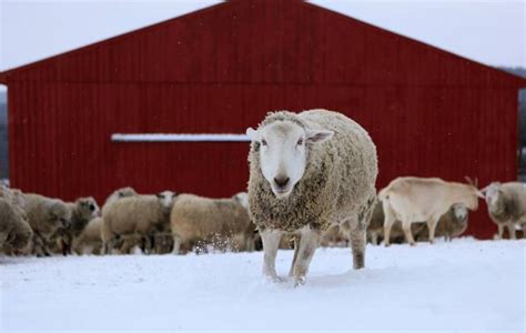 16 Photos Of Rescued Farm Animals That Make Winter Weather Look