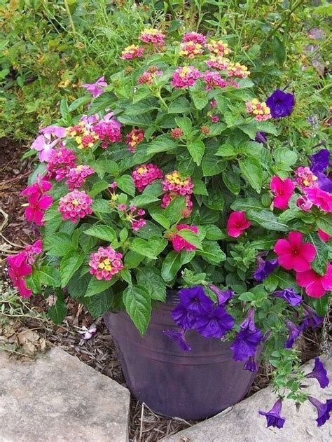 42 Beauty Full Sun Container Plants To Decorate Yard Page 20 Of 44