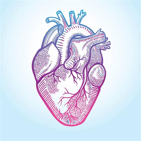 Human Heart Illustrations Royalty Free Vector Graphics And Clip Art Istock