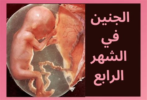 معلومات عن الشهر الرابع من الحمل