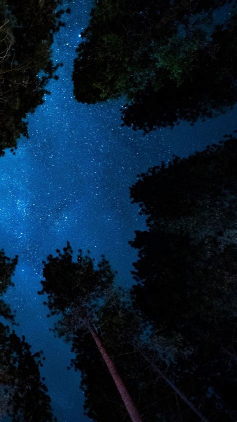 Download Wallpaper 1080x1920 Starry Sky Night Trees Stars Samsung