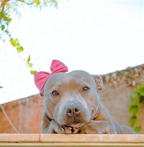 Pitbulls Can Be Cute Too A