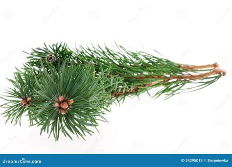Pine Branch Stock Image Image Of Nature Background 34295013