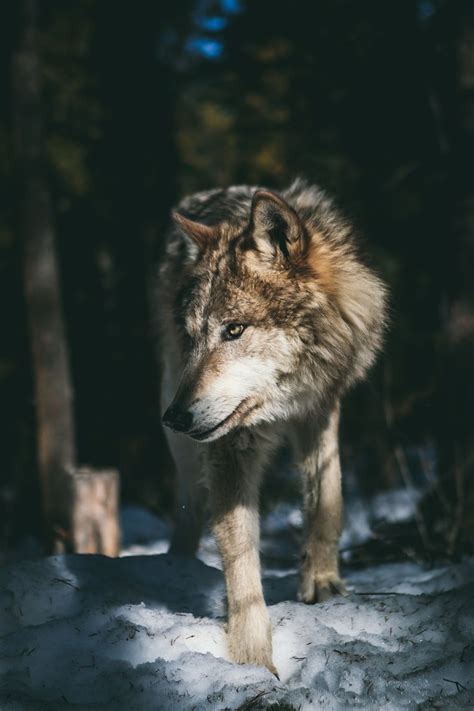 Wolf Aesthetic Wallpapers Top Free Wolf Aesthetic Backgrounds