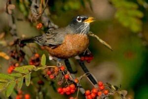 These beautiful creatures are one of the. Attract Birds to Your Garden | Find Your Favorite Birds