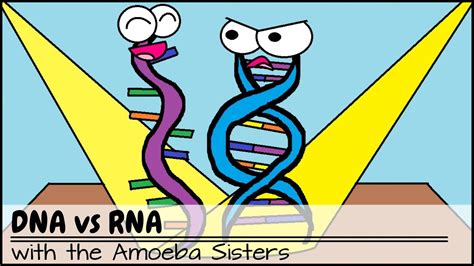 Structure of dna & rna by himanshu dev vmmc & sjh. (OLD VIDEO) Why RNA is Just as Cool as DNA - YouTube