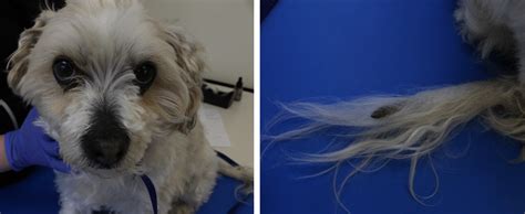 Diagnosing And Treating Alopecia In Dogs Veterinary Practice News