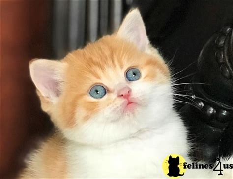 British Shorthair Kitten For Sale British Shorthair Orange Male Kitten