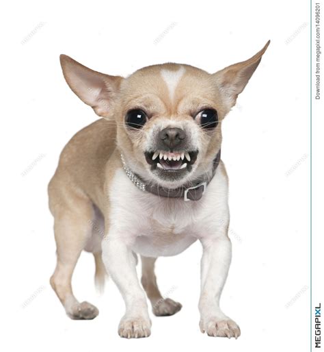 Chihuahua Clipart Angry Chihuahua Chihuahua Angry Chihuahua