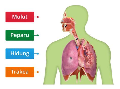 Organ Pernafasan Manusia  Labelled diagram