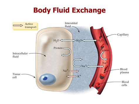Body Fluid Exchange The Electrical Characteristic Of The Cells