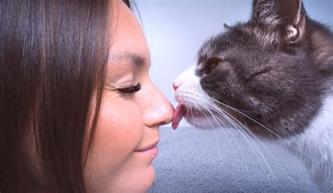 Why Does My Cat Lick My Face Understanding The Behavior And Meaning Cattify