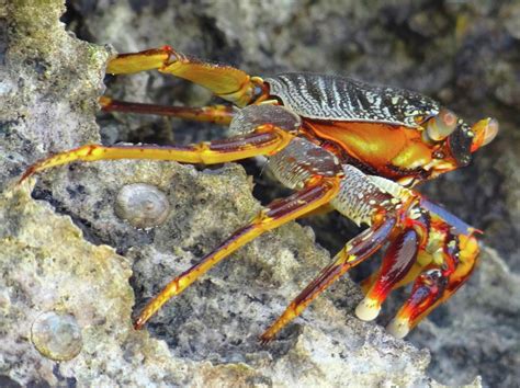 Turtle Bay Resort Watamu Kenya Rock Crab Photograph By Exploramum