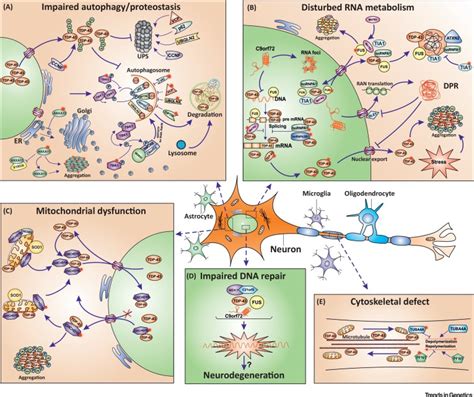 Als Genes In The Genomic Era And Their Implications For Ftd Trends In