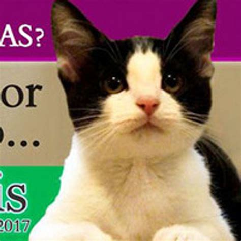 Morris The Cat Runs For Mayor In Mexico Love Meow
