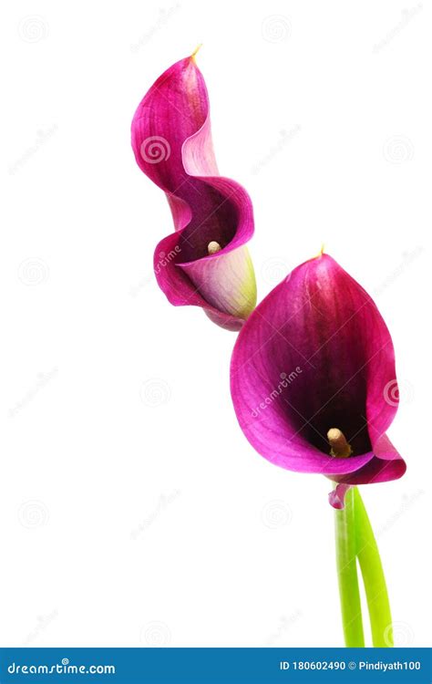 Entwined Pair Of Pink Calla Lily Flowers On White Background Stock