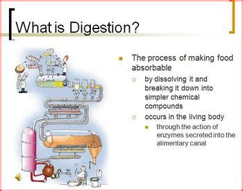 The Human Digestive System PowerPoint Presentation by ...