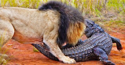 Watch Lions Try Their Luck At Crocodile Hunting Predator Vs Prey