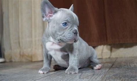 French Bulldog For Sale in Maine (38) | Petzlover