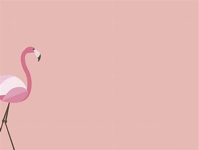 Flamingo Animation Dribbble Tiffany Wallpapers Motion Chibi