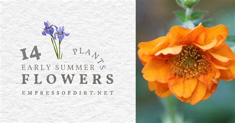 14 Delightful Early Summer Flowering Perennials Empress Of Dirt