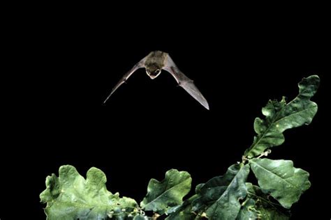 About Us Bat Conservation Trust