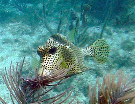 Spotted And Smooth Trunkfish Bahamas Reef Fish 16 Rolling Harbour Abaco