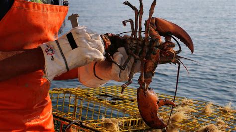 Maine Lobster Issue Demonstrates Just How Tricky Sustainability Is