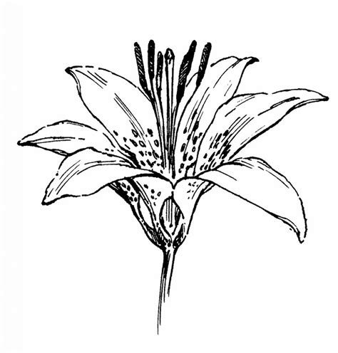 Image Result For Lily Drawing Flower Drawing Lily Flower Drawing