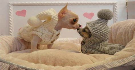 15 Signs That Indicate Youre A Crazy Chihuahua Person