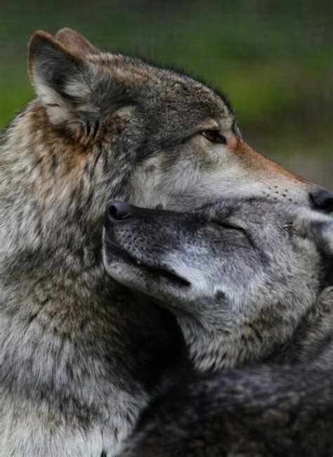 Wolves Keep Their Same Mate Their Entire Lives