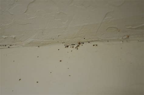Can Bed Bugs Climb On The Ceiling