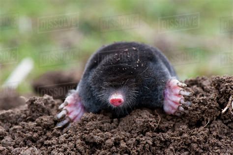 It uses these tunnels to hunt its prey. Common mole (Talpa europaea) above ground, showing strong ...