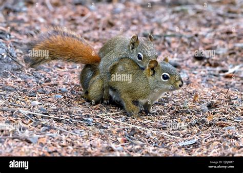 Two Red Squirrels Tamiasciurus Hudsonicus Mating On The Forest Floor