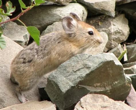 Large Eared Pika Facts Diet Habitat And Pictures On Animaliabio