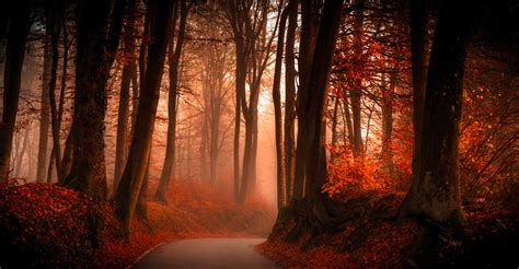 Foggy Winding Road In Autumn Forest 4k Ultra Hd Wallpaper